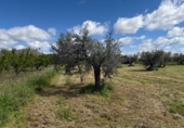 Parcel·la urbanitzable en venda a la España, Moratalla, ref.: TR254363 foto