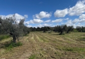 Parcel·la urbanitzable en venda a la España, Moratalla, ref.: TR254363 foto