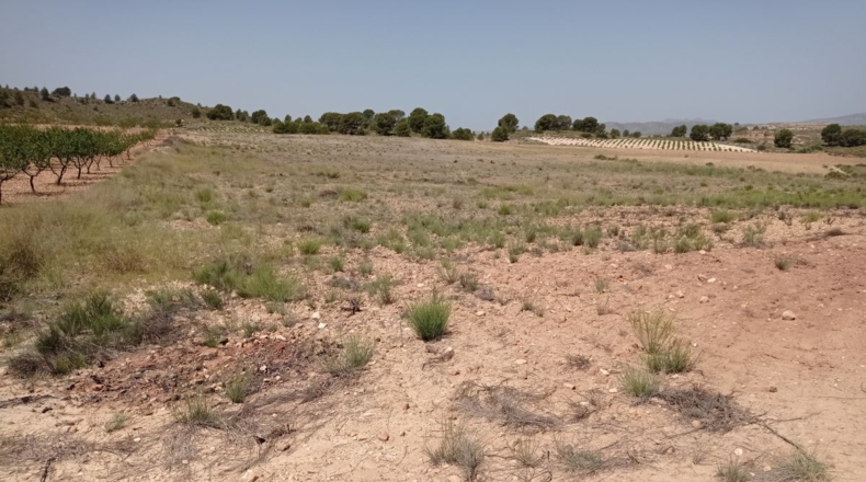 Murcia - Murcia - 26000m2
