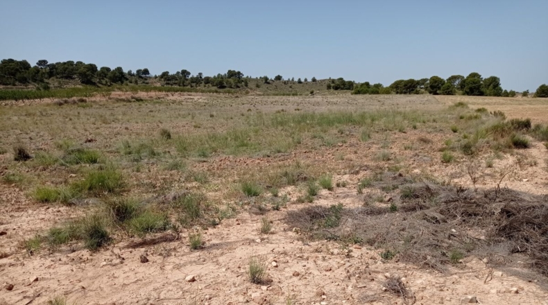 Murcia - Murcia - 26000m2