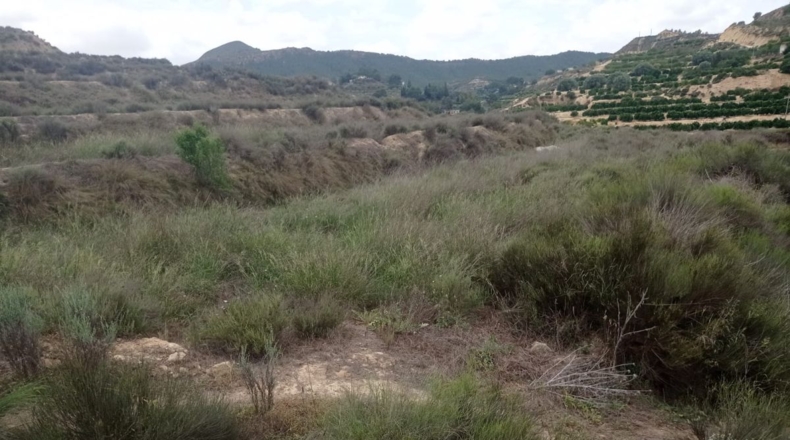 Murcia - Murcia - 36000m2
