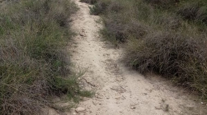 Murcia - Murcia - 36000m2
