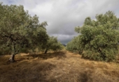 Country house with land for sale on España, Bullas, ref: TR323273 photo
