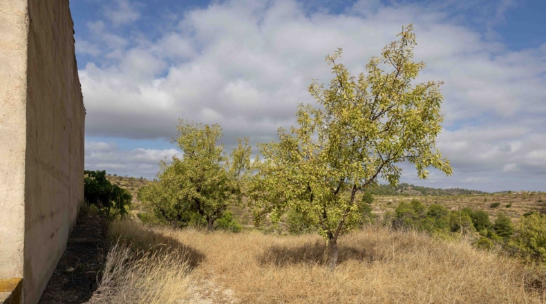 Murcia - Mula - 180000m2