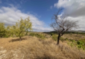 Finca rústica en venda a la España, Mula, ref.: TR326036 foto
