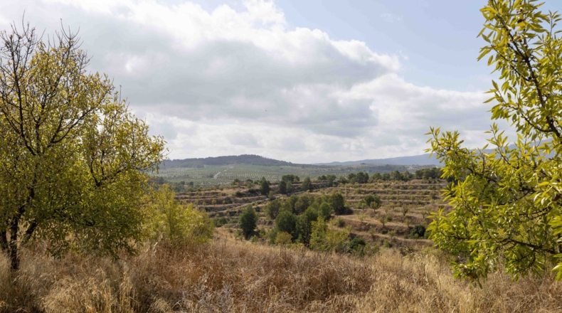 Murcia - Mula - 180000m2