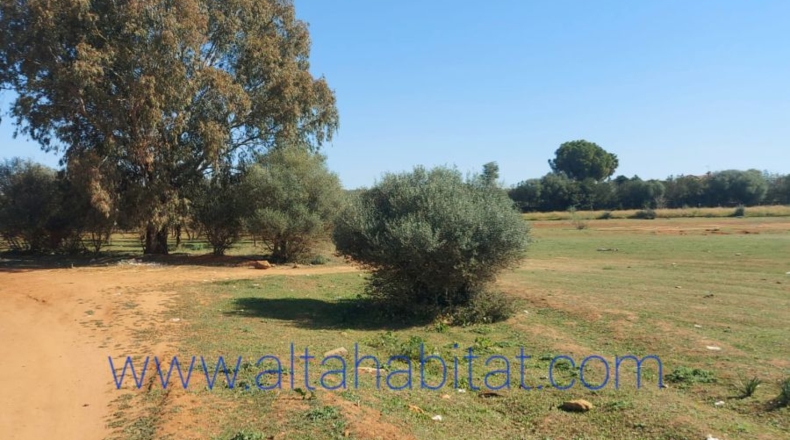 Sevilla - Dos Hermanas - 14200m2