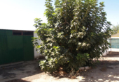 Xalet independent amb terreny en venda a Carmona ref.: TR93362 foto