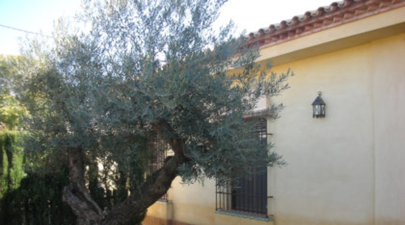 Sevilla - Mairena del Aljarafe - 1000m2