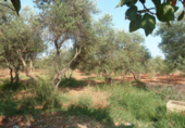 Finca rústica en venda a Carmona ref.: TR51952 foto