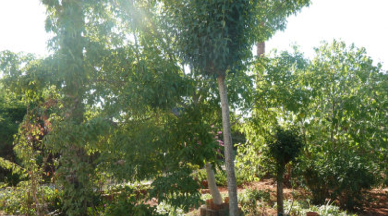 Sevilla - Mairena del Alcor - 2700m2
