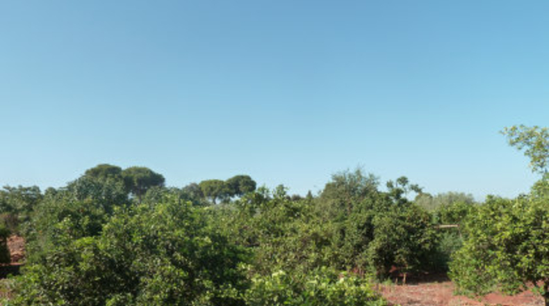 Sevilla - Mairena del Alcor - 2700m2