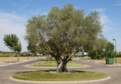 Terreny no urbanitzable en venda a Laguna de Duero ref.: TR341636 foto