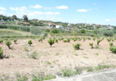 Отдельно стоящий дом с участком на продажу в городе Almendralejo. Фото