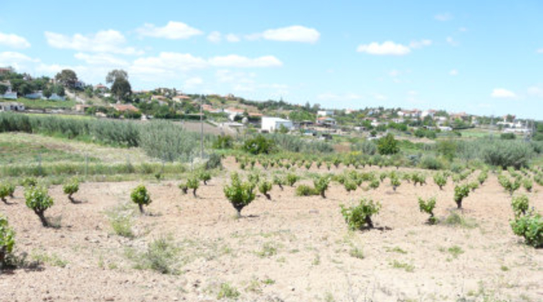 Badajoz - Almendralejo - 24000m2