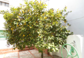 Chalet independiente con terreno en venta en Almendralejo ref: TR93389 foto