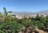 Masia amb terreny en venda a Motril ref.: TR62068 foto