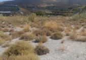 Non-developable land for sale in Vélez de Benaudalla ref: TR306987 photo