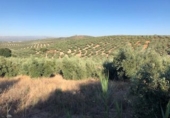 Terreno no urbanizable en venta en Güevéjar ref: TR252155 foto
