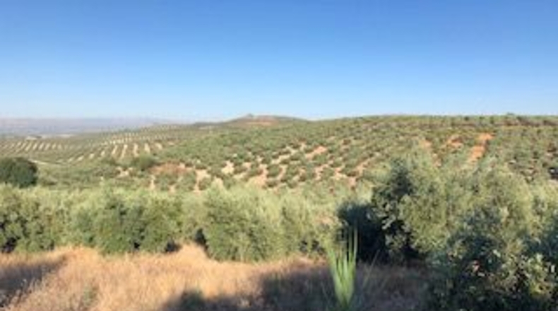 Granada - Güevéjar - 6600m2