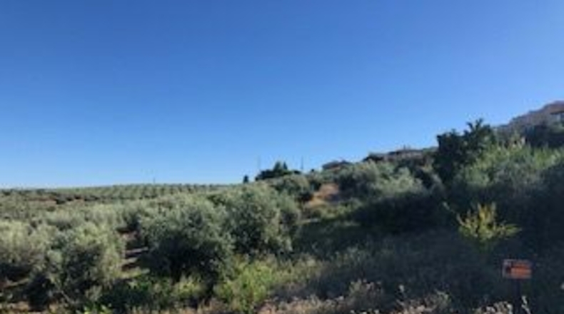 Granada - Güevéjar - 6600m2
