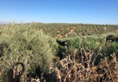 Terreno no urbanizable en venta en Güevéjar ref: TR252155 foto