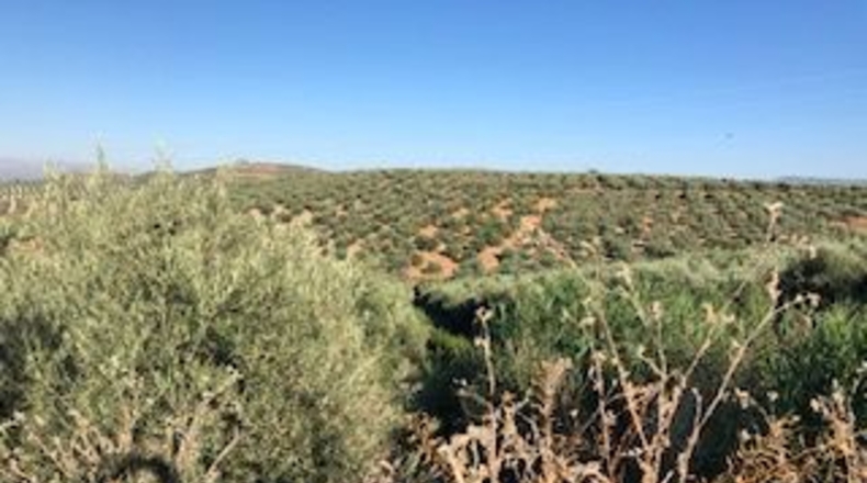 Granada - Güevéjar - 6600m2