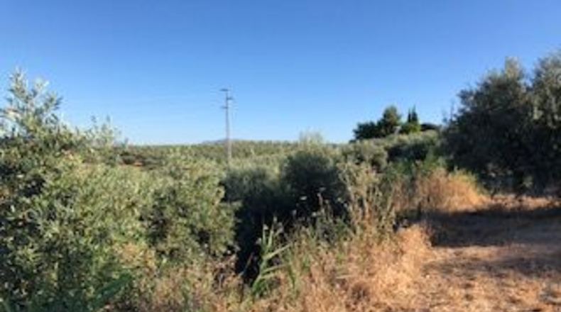 Granada - Güevéjar - 6600m2