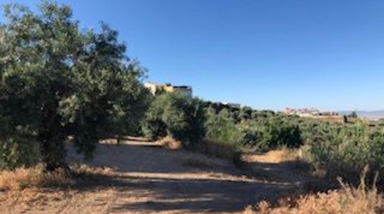 Granada - Güevéjar - 6600m2