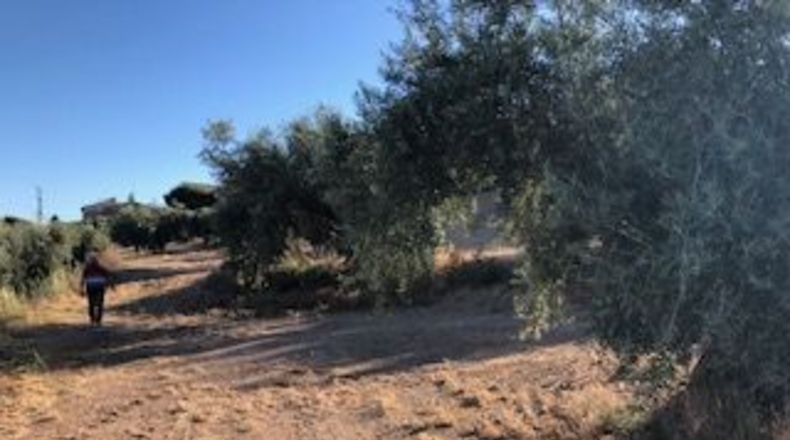 Granada - Güevéjar - 6600m2