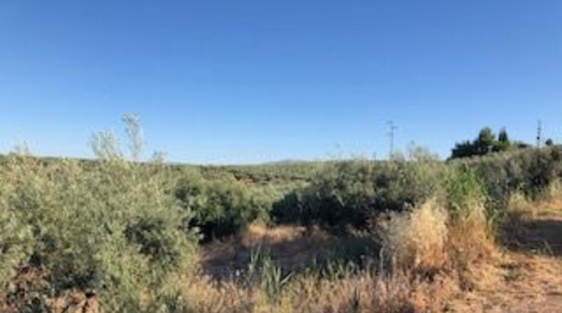 Granada - Güevéjar - 6600m2
