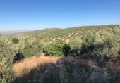 Terreno no urbanizable en venta en Güevéjar ref: TR252155 foto