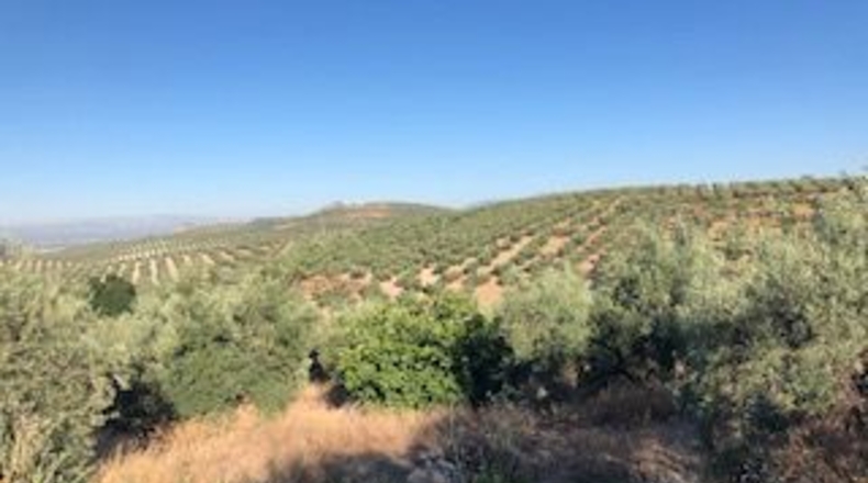 Granada - Güevéjar - 6600m2