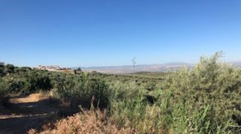 Granada - Güevéjar - 6600m2