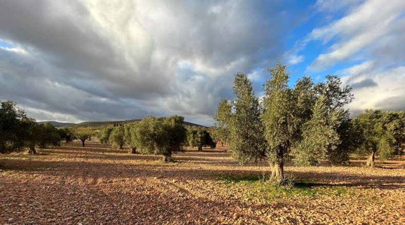 Granada - Cónchar - 10509m2