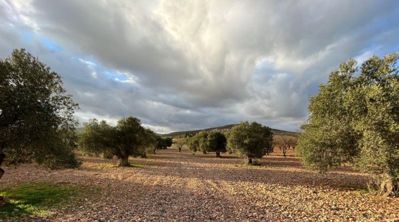 Granada - Cónchar - 10509m2