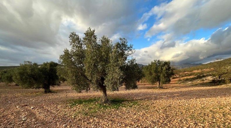 Granada - Cónchar - 10509m2