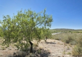Rural estate for sale in Cozvíjar ref: TR104796 photo