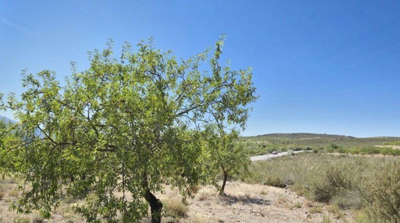 Granada - Cónchar - 4752m2