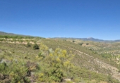 Rural estate for sale in Cozvíjar ref: TR104796 photo