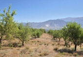 Rural estate for sale in Cozvíjar ref: TR104796 photo