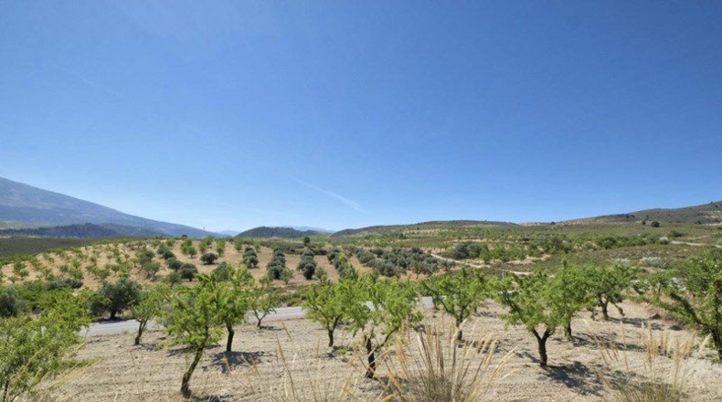Granada - Cónchar - 4752m2