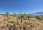 Rural estate for sale in Cozvíjar ref: TR104796 photo