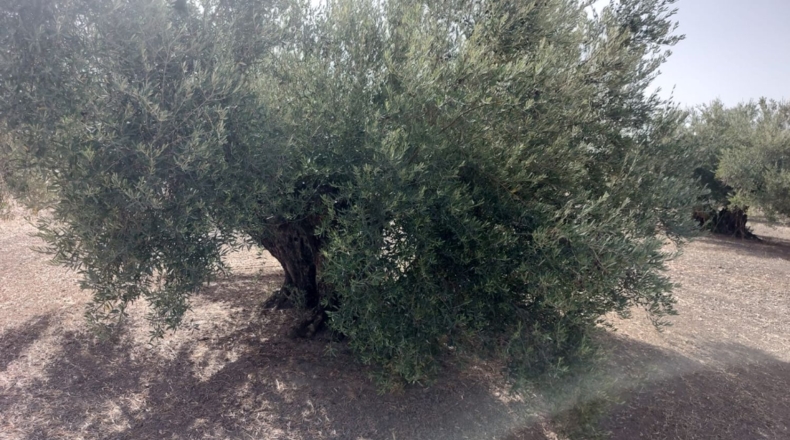 Jaén - Martos - 96000m2