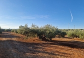 Non-developable land for sale in Linares ref: TR353855 photo