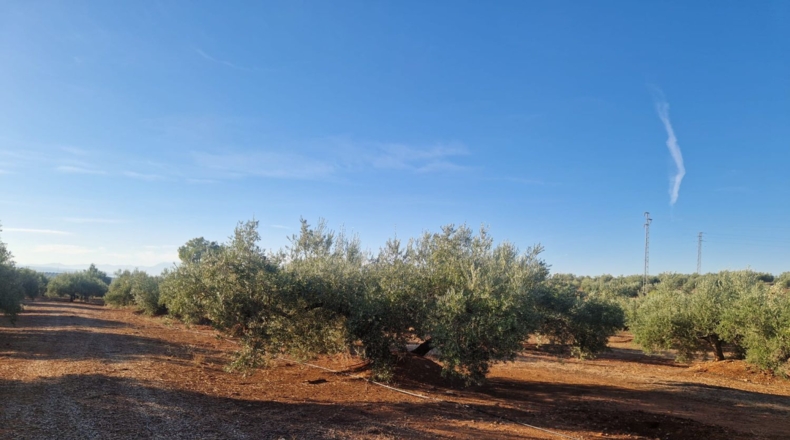 Jaén - Линарес - 440000m2