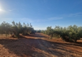 Non-developable land for sale in Linares ref: TR353855 photo