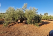 Non-developable land for sale in Linares ref: TR353855 photo