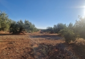 Non-developable land for sale in Linares ref: TR353855 photo