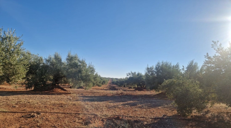 Jaén - Линарес - 440000m2